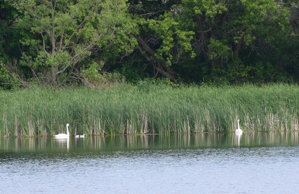 Adult trumpeter swans and their cygnets hold tight to the vegetation along the edge of the North Slough at Ingham High Wetland Complex Wildlife Area in Emmet County. Photo Courtesy of the Iowa DNR.